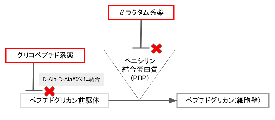 細胞壁合成阻害薬