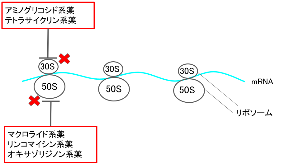 蛋白合成阻害薬の作用機序